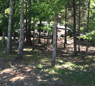 Trees